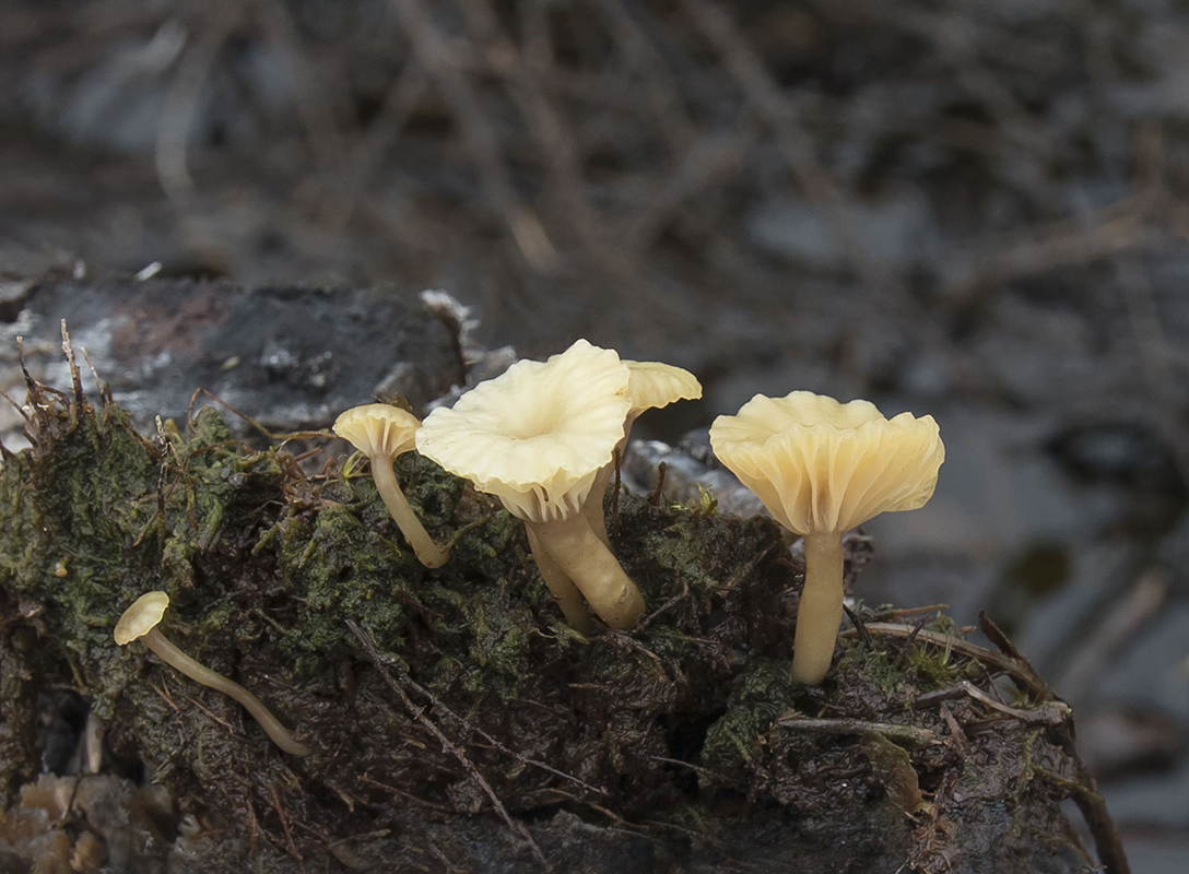 Image of Lichenomphalia umbellifera specimen.