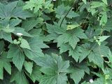 Anemone hupehensis. Листья. Ульяновск, Заволжский р-н, придомовой цветник. 19.07.2026.