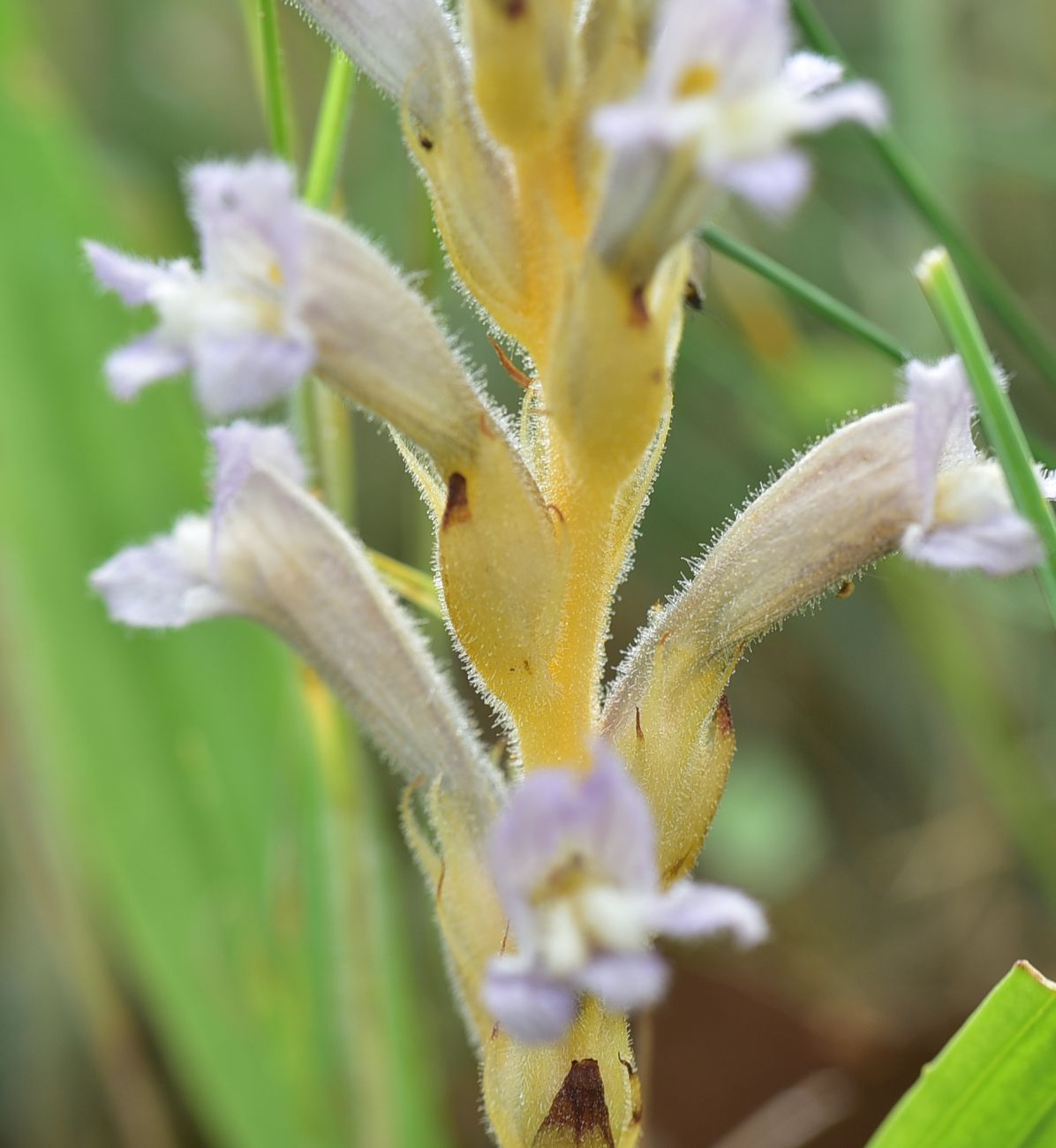 Image of Phelipanche purpurea specimen.