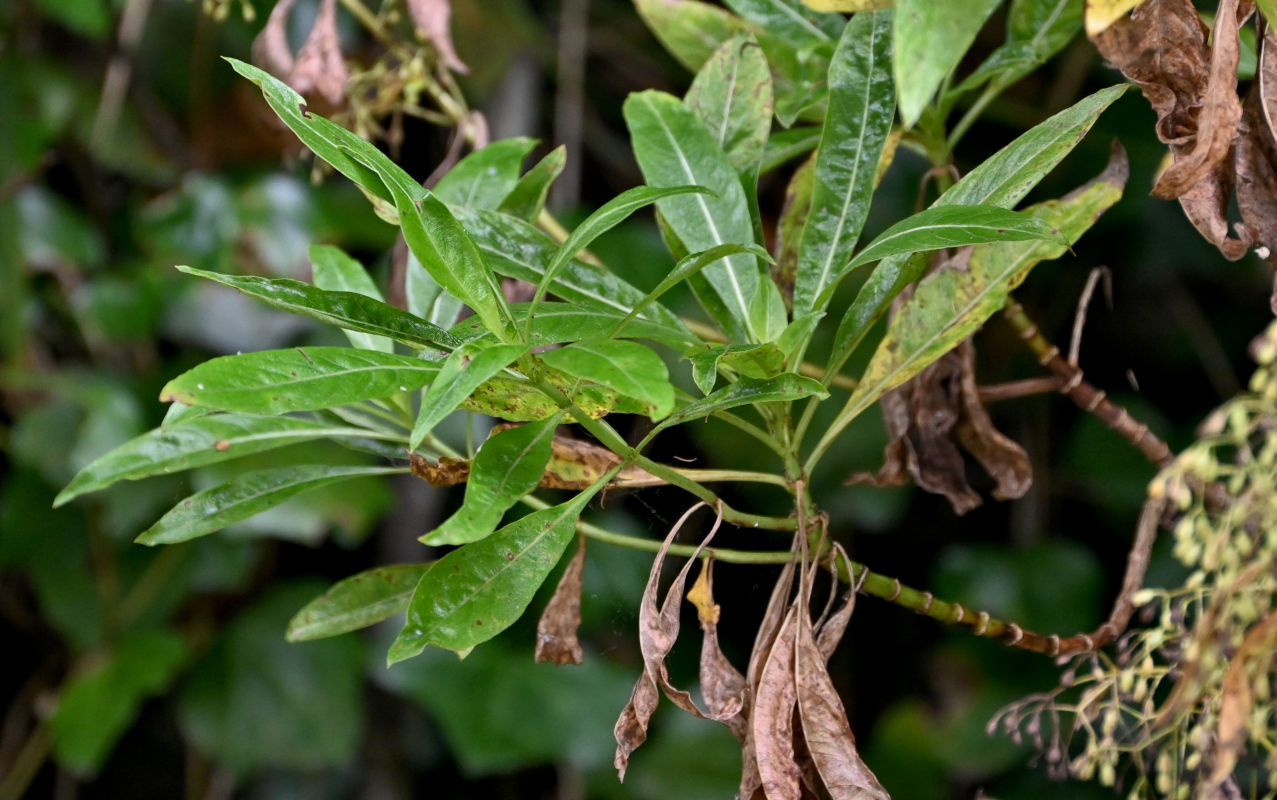 Image of familia Rubiaceae specimen.