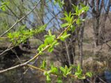 Salix euxina