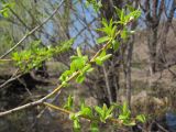 Salix euxina. Ветвь с соцветиями. Татарстан, Бугульминский р-н. 08.05.2011.