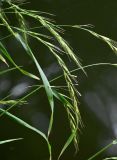род Elymus. Соцветия и листья. Китай, пров. Аньхой, дер. Хунцунь, берег пруда. 28.05.2025.