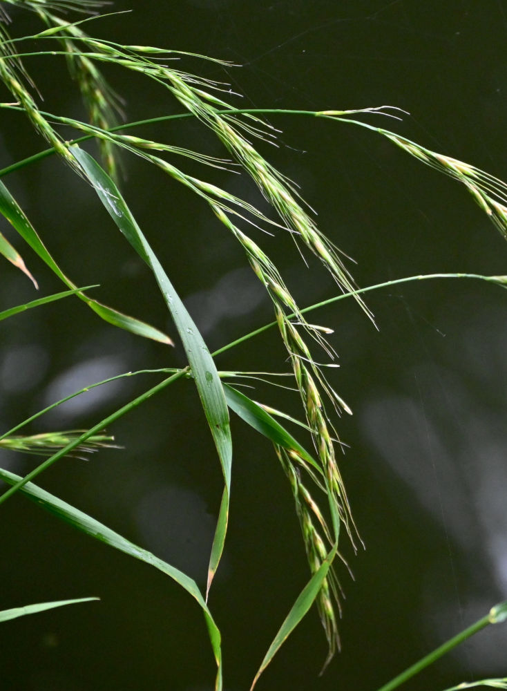 Изображение особи род Elymus.