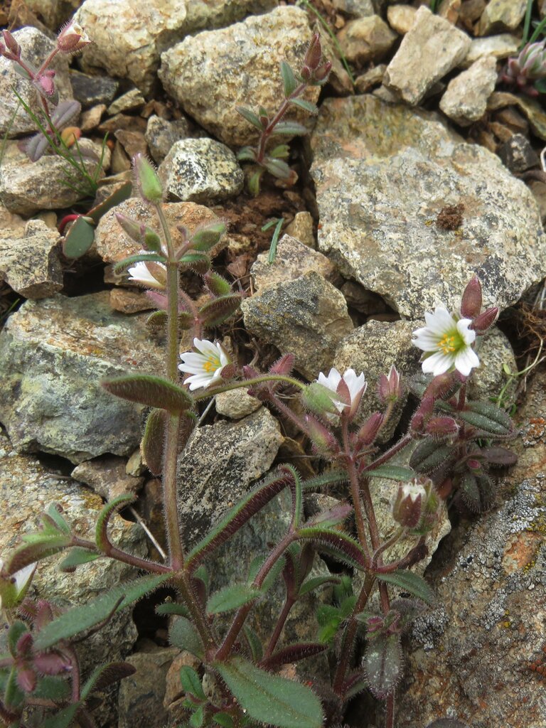 Image of Cerastium gracile specimen.