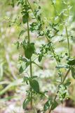 Hypericum perforatum. Веточки цветущего растения. Татарстан, окр. с. Камское Устье, разнотравный луг на краю осыпающегося обрывистого берега. 09.06.2026.