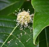 unknown species. Отцветающее соцветие. Краснодарский край, г. Сочи, парк \"Дендрарий\". 17.08.2026.