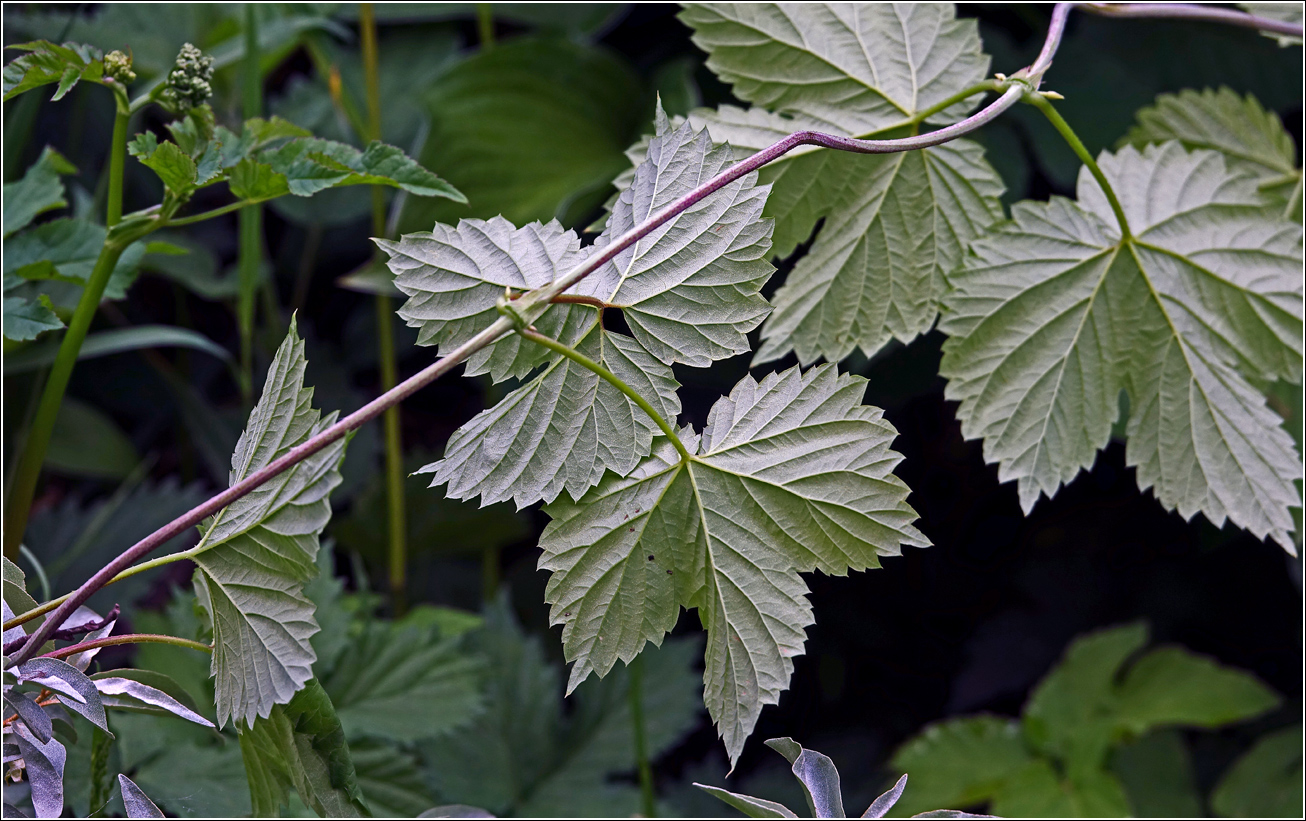 Изображение особи Humulus lupulus.