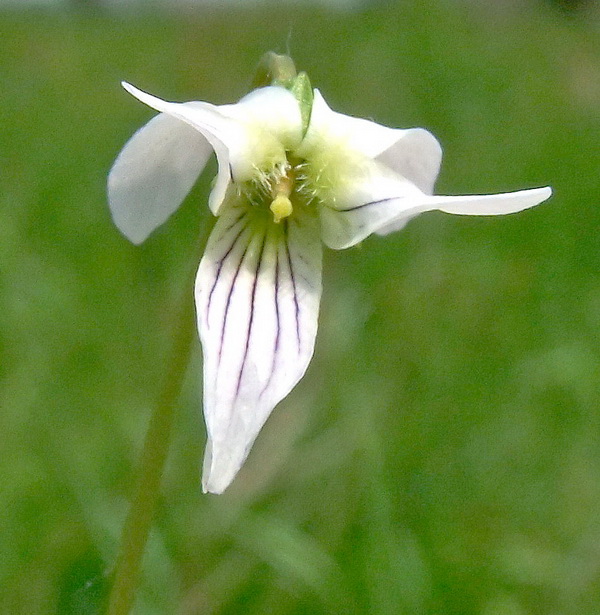 Изображение особи Viola patrinii.