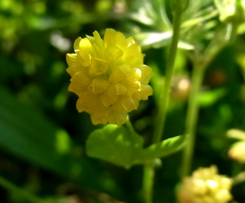 Image of Trifolium campestre specimen.