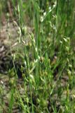 Juncus ambiguus