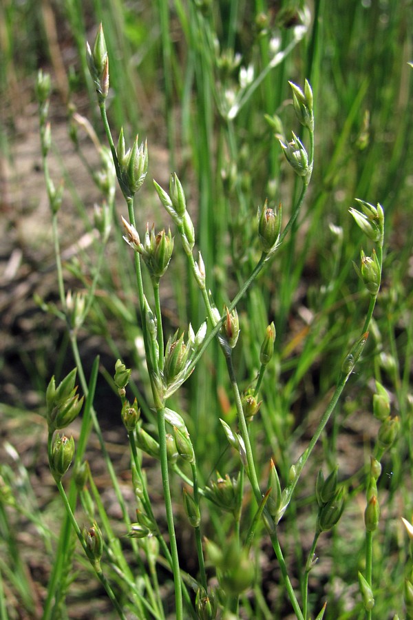 Image of Juncus ambiguus specimen.