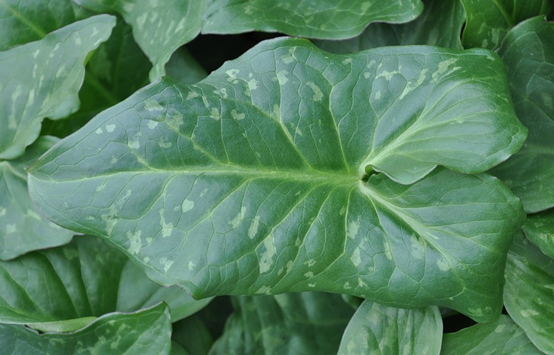 Image of Arum italicum ssp. albispathum specimen.