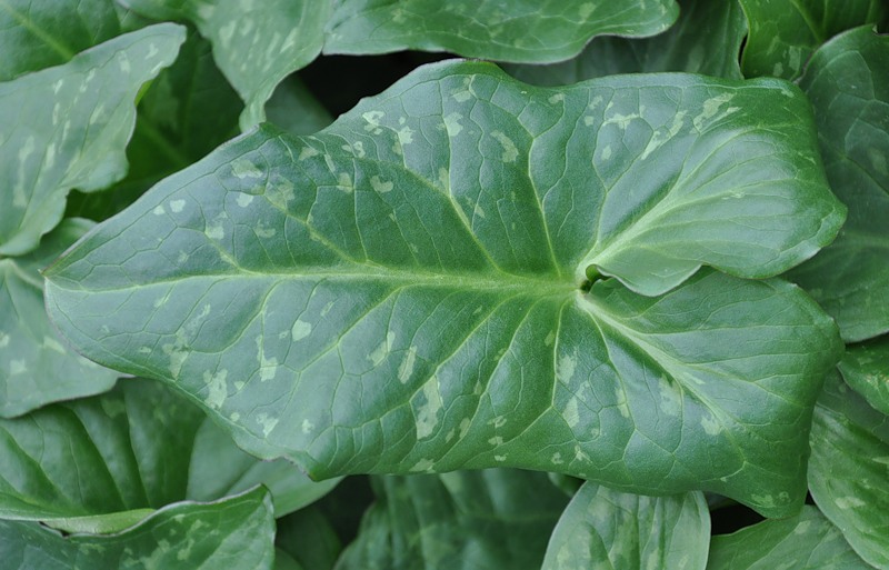 Изображение особи Arum italicum ssp. albispathum.