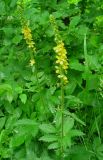 Agrimonia asiatica