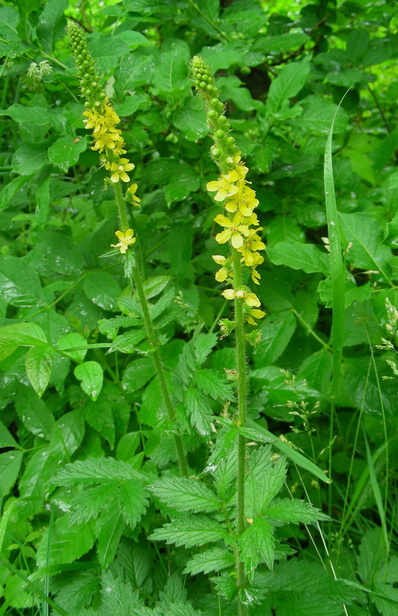 Image of Agrimonia asiatica specimen.