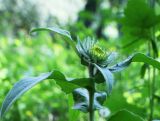 Inula britannica