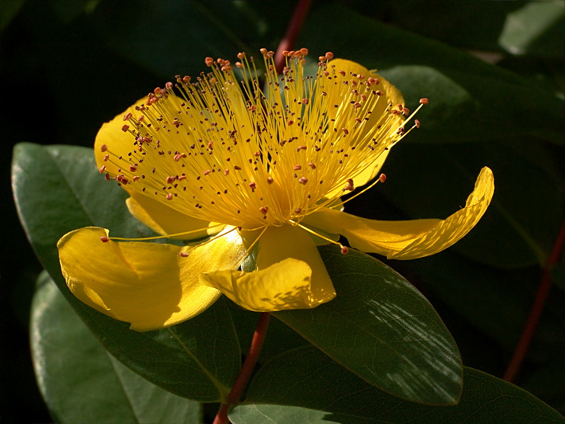 Изображение особи Hypericum calycinum.