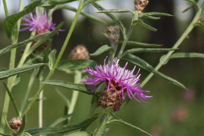 Image of Centaurea jacea specimen.