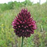 Allium sphaerocephalon. Соцветие. Украина, Донецкая обл., Славянский р-н, окр. пос. Татьяновка, опушка дубравы на склоне с примесью мела. 09.07.2010.