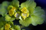 Chrysosplenium alternifolium. Соцветие с присоцветными листьями. Московская обл., Раменский р-н, Хрипань, лесная дорога. 01.05.2008.