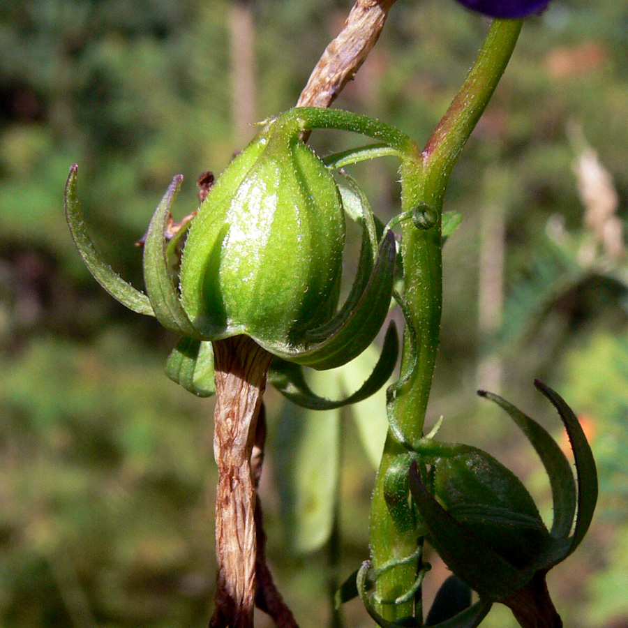 Изображение особи Campanula rapunculoides.