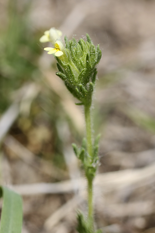 Image of Parentucellia flaviflora specimen.