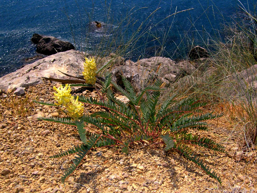 Изображение особи Astragalus ponticus.