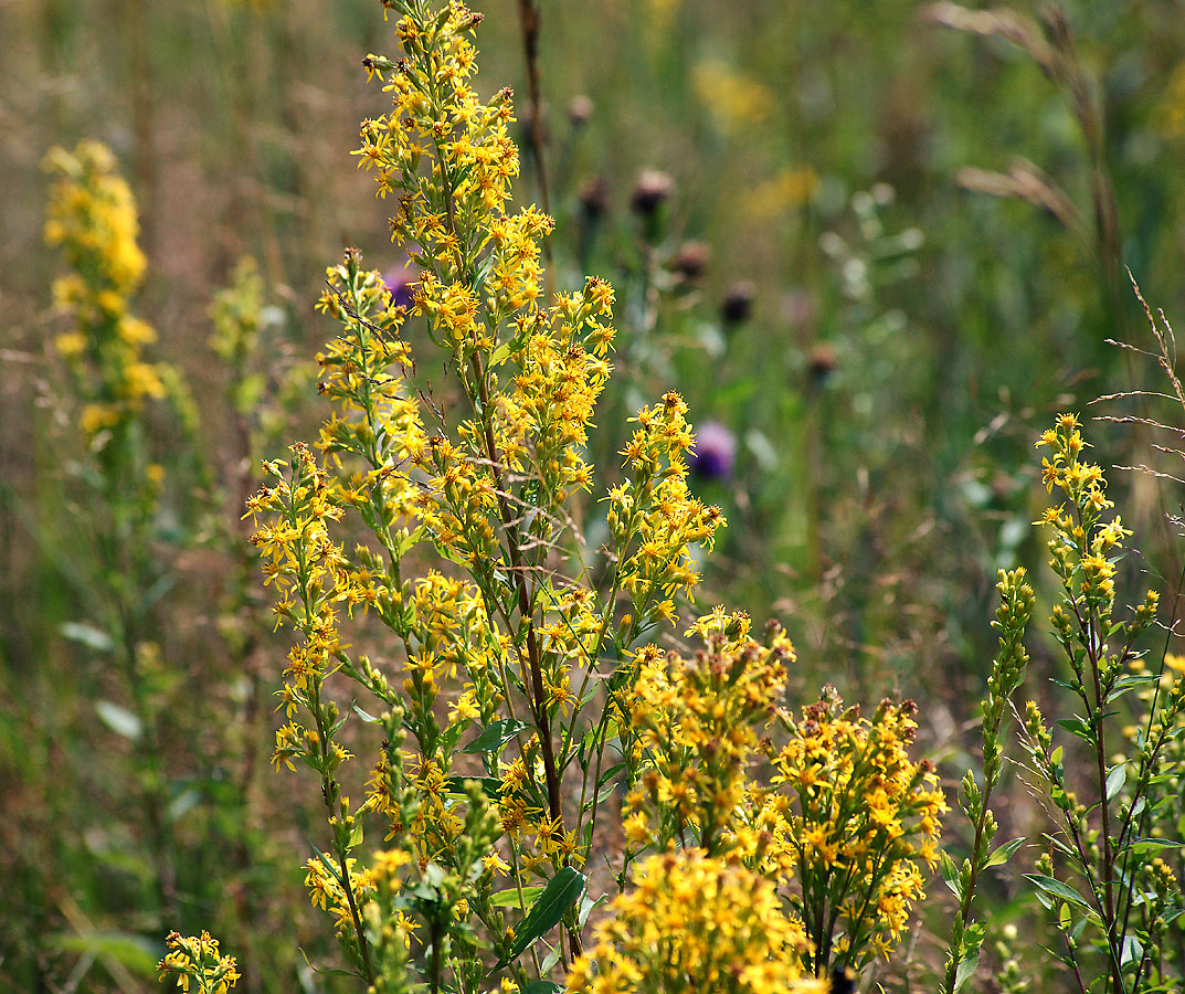Image of Solidago virgaurea specimen.
