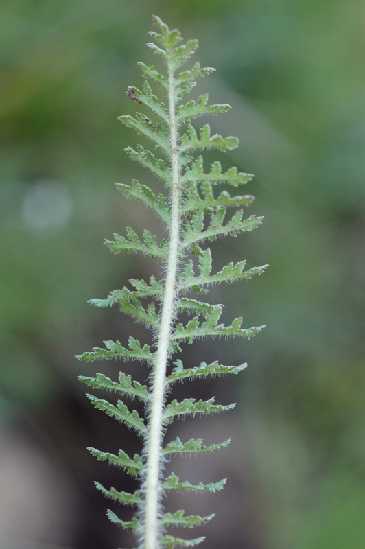 Изображение особи Pedicularis alatauica.