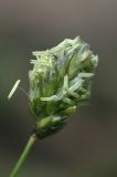 Sesleria caerulea