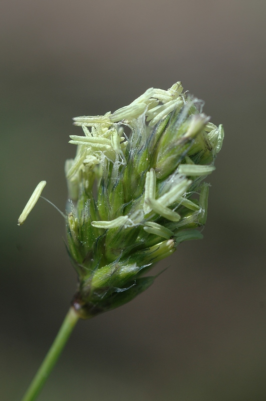 Изображение особи Sesleria caerulea.