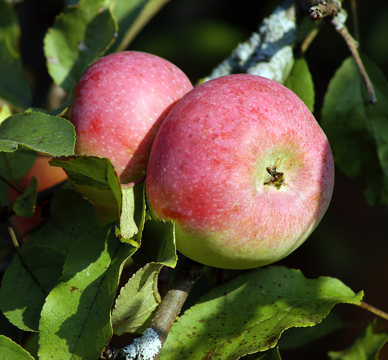 Изображение особи Malus domestica.