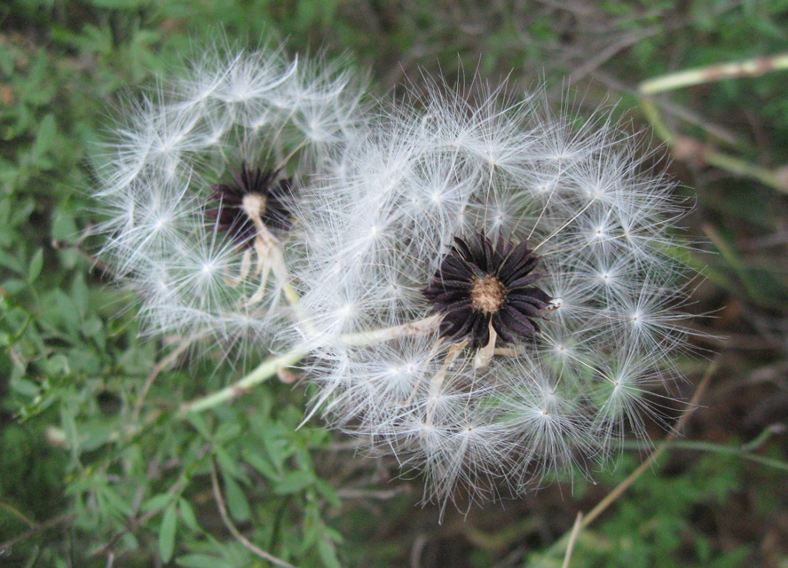 Image of Lactuca tuberosa specimen.