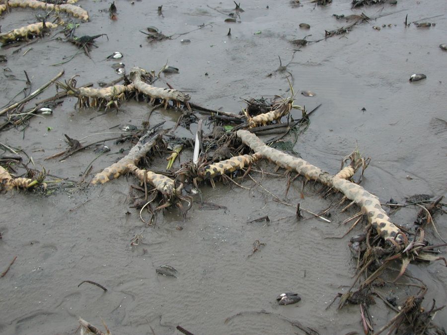 Image of Nuphar lutea specimen.