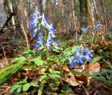 Corydalis ambigua