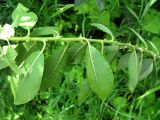 Salix latifolia