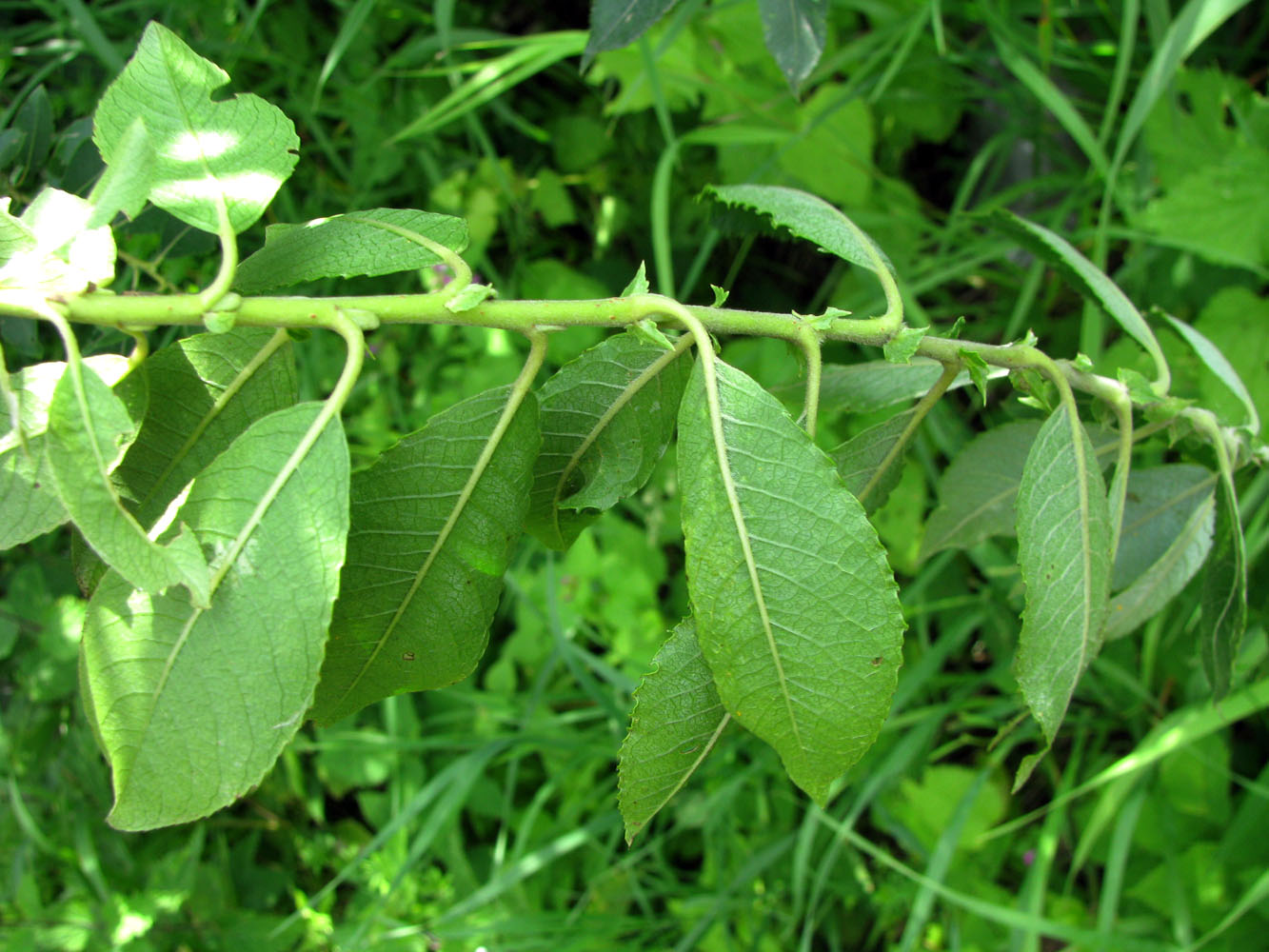 Image of Salix latifolia specimen.