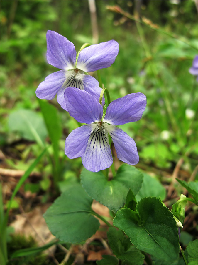 Изображение особи Viola canina.