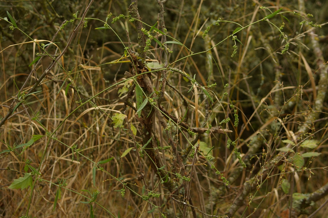 Изображение особи Atriplex patula.