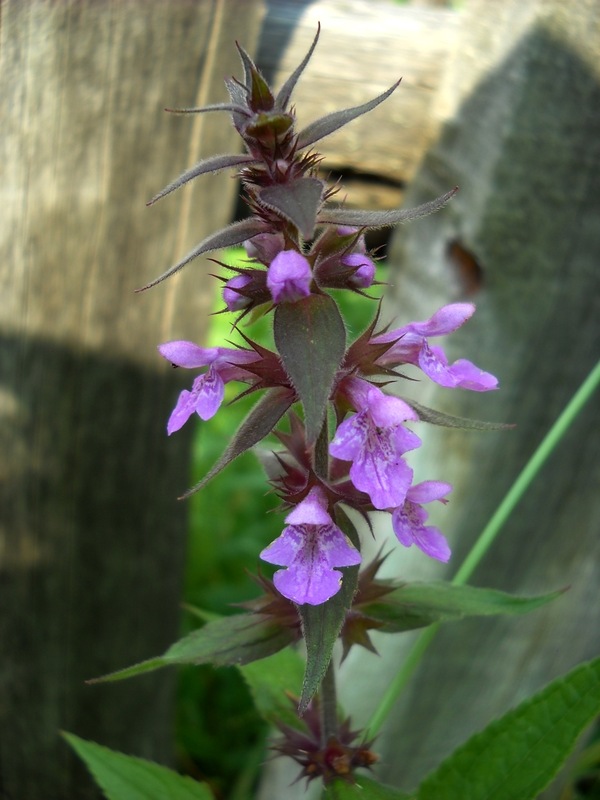 Изображение особи Stachys palustris.