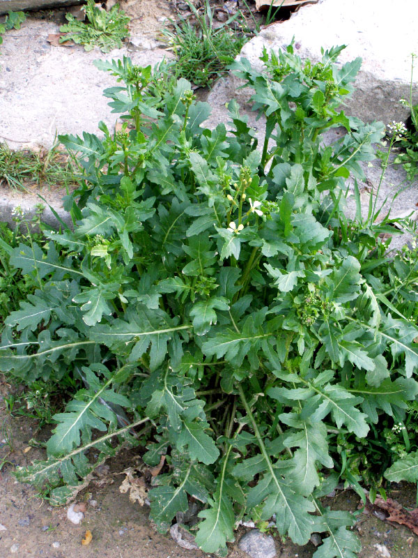 Image of Eruca sativa specimen.