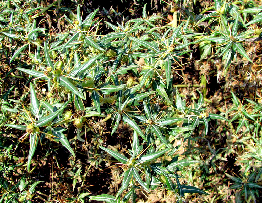 Image of Xanthium spinosum specimen.