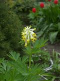 Corydalis nobilis