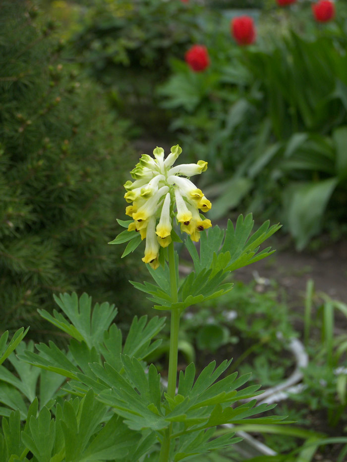 Image of Corydalis nobilis specimen.