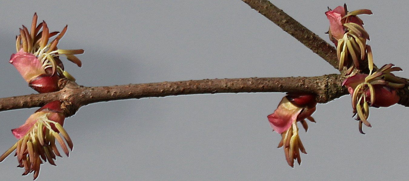 Image of Cercidiphyllum japonicum specimen.