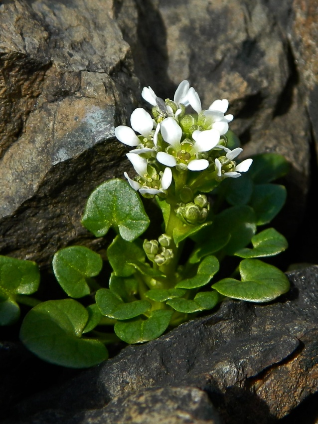 Image of Cochlearia officinalis specimen.
