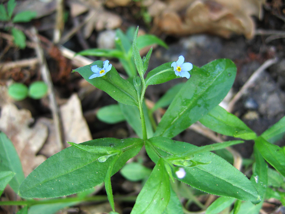 Image of Omphalodes scorpioides specimen.