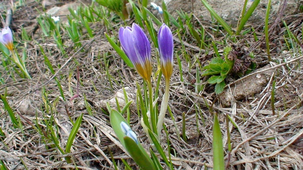 Изображение особи Crocus adamii.