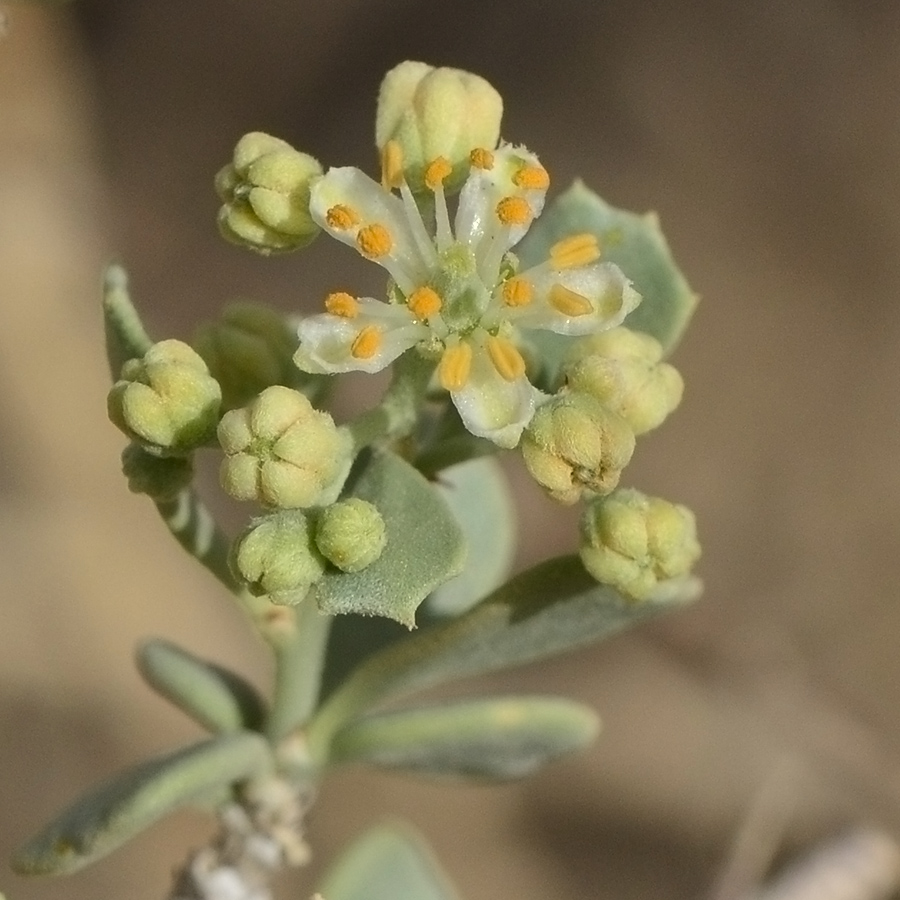 Image of Nitraria retusa specimen.